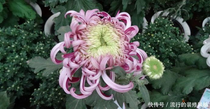 『珍品』喜欢玫瑰，不如养盆“珍品名菊”天新地秀，优雅窈窕，端庄大气！