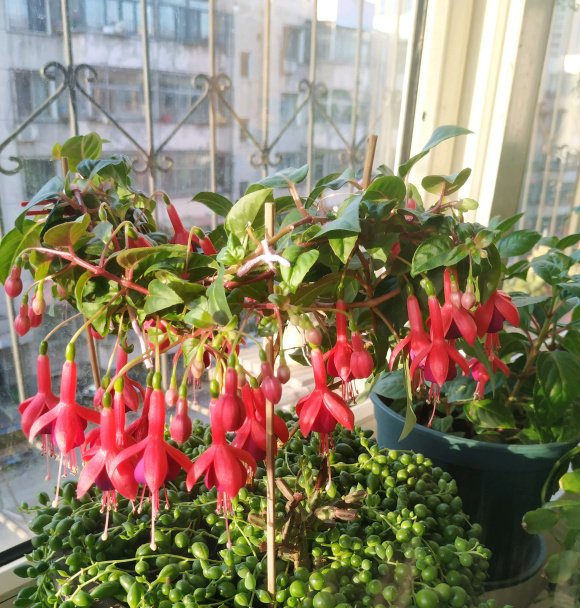  「新枝」想要倒挂金钟灯笼花,花开如瀑布,一定要注意这些