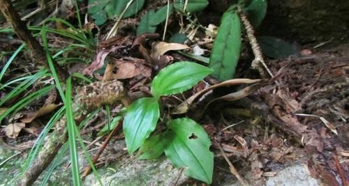  「野草植物」个头小，常被摘掉，殊不知此为“羊耳蒜”，146元一斤