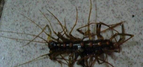 奇闻录：苗族巫蛊真的存在？看看这则真实的“下蛊”事件！