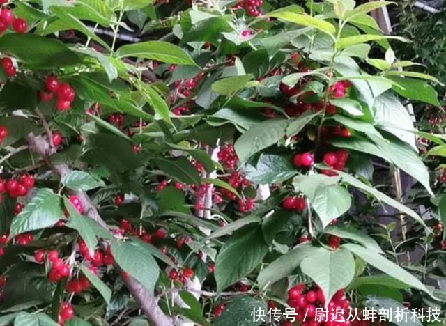  「樱桃没」产地频繁卖不动，数万吨找销路，价格却很贵，吃货：烂地里吧