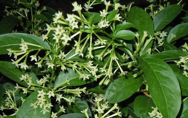  『错过』六种最有效的驱蚊植物，现在养夏季正好能用上，不要错过哦！