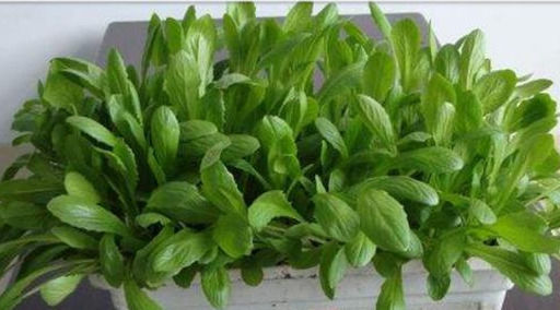  蔬菜|花卉养多了就种棵蔬菜吧，这种小番茄挂果多，而且非常好养护