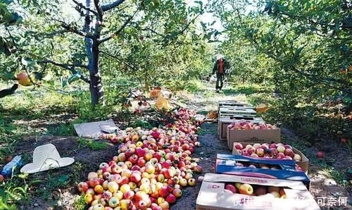  【水果】中国解巴铁“燃眉之急”，另一国“慌了”，称：为啥不