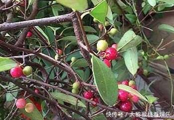  『果子』一种野生植物名叫“入地龙”，果子酸酸甜甜，曾是小时候的零食！