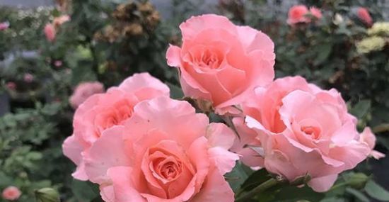  花型■喜欢养花不如选“珊瑚果冻”，花型优美，香味浓郁，四季开花不断