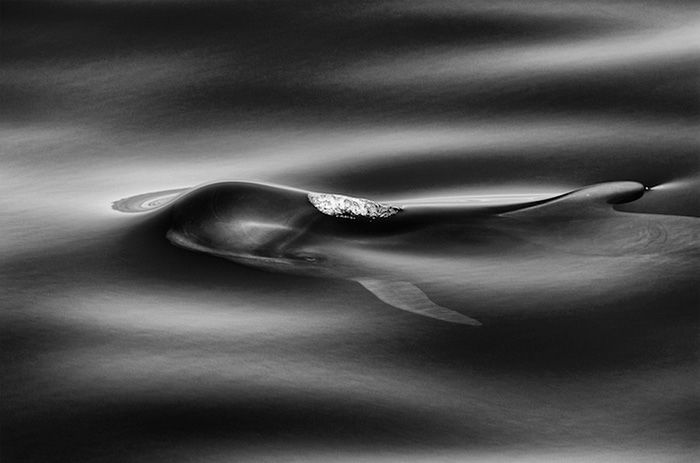 摄影师花费25年时间，扑捉海豚和鲸鱼的美丽瞬间