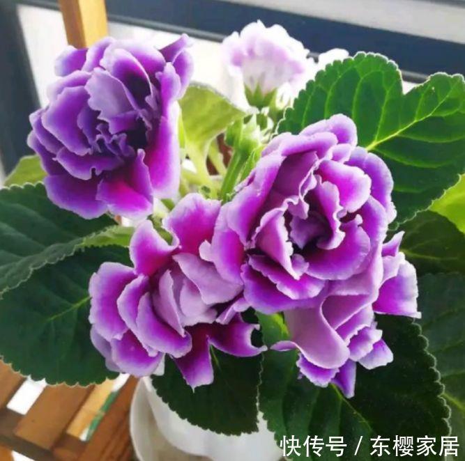 「能爆盆」5种花适合家养,开花成片很漂亮,枝繁叶茂能爆盆,越养越喜欢