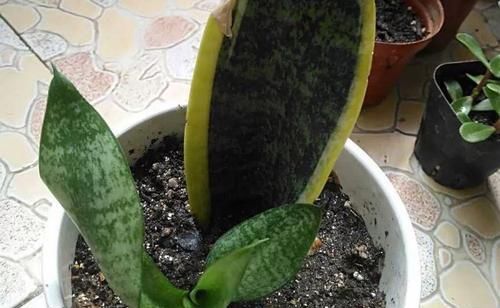  扦插■3种花最好别扦插，越养越难看，重瓣花也能变单瓣！