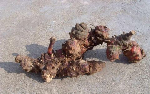 农村一种植物，人称“铁菱角”，农民视为杂草，城里一斤20元