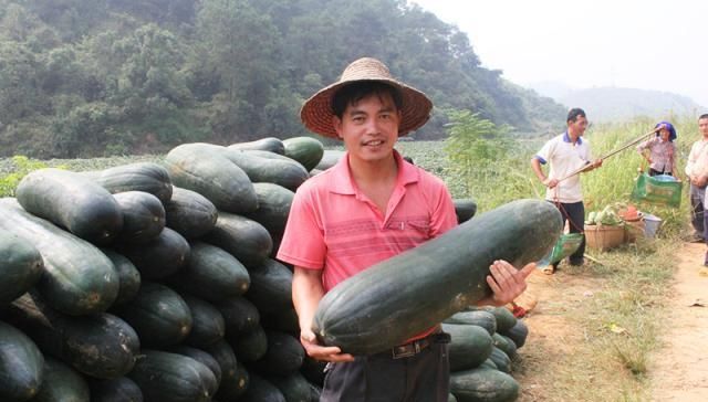  价只有2毛@亩产可达5000斤，曾是儿时美味，如今收购价却只2毛一斤