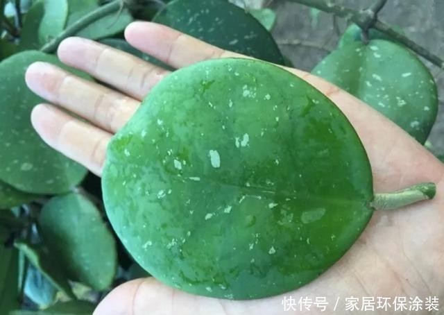  #长寿花#养花技巧：这5种花不用买了，蹭掉的叶子塞盆里，立马又冒一大盆