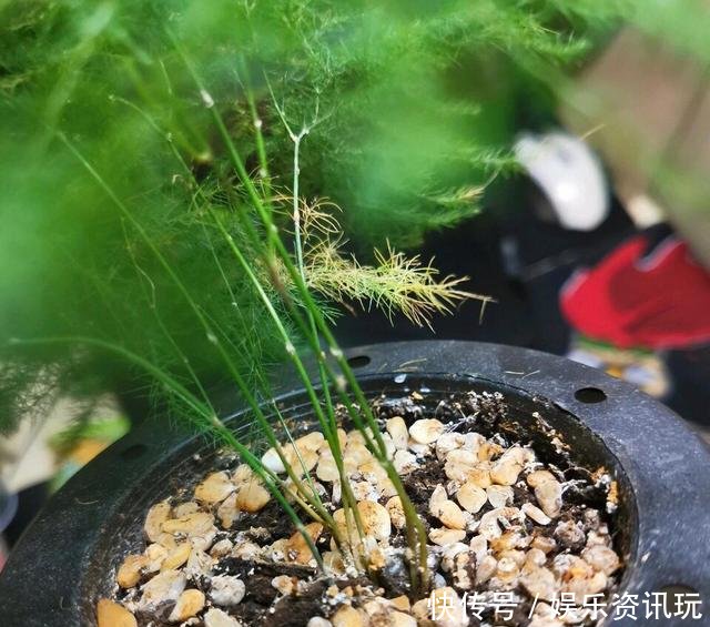  「新芽」文竹不长新芽问题可能出在“4个地方”，做对了很快爆盆