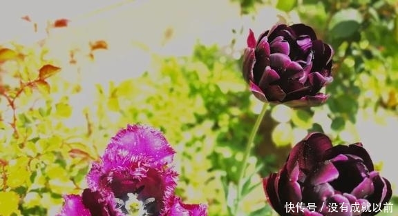  『福而摩沙』两年郁金香种植回顾