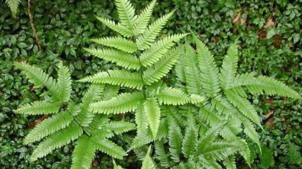  种植物■曾经随处可见的井边草,如今因环境与其自身价值变得异常珍贵!