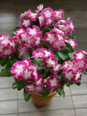 『这款』花期最长的植物是这款,天天有花开,养护容易,是阳台盆栽佳品