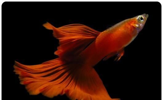  【均表现为】孔雀鱼太好繁殖啦，所以孔雀鱼的品种多到让你数不过来！