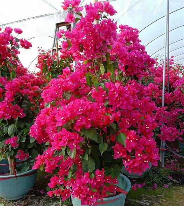 『阳光』这3种植物要多晒太阳,晒的时间越长花开越大,效果明显