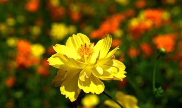  「夺目」百菊争艳，就养菊之精品硫华菊，花姿优美金黄夺目，开花美满盆
