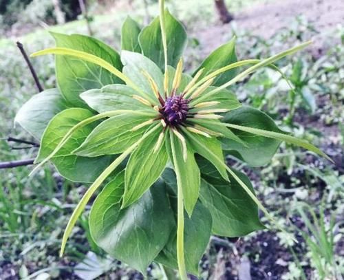 【杂草】别看1种植物像“杂草”,殊不知1斤卖“600元”,比金线莲值钱