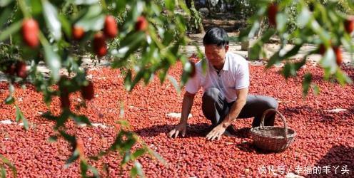  「寓意」七种适合种在院子里的果树，有的寓意吉祥，有的果实很