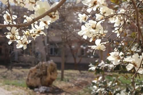  『花粉』花粉过敏如何预防
