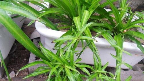 「吊兰的根」吊兰根系'撑爆'盆?跟着小编学,养根、分株,花盆都装不下