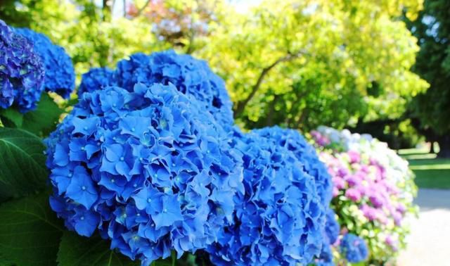 『解决』绣球养的干巴巴?都是心急臭毛病,3招解决干枯问题