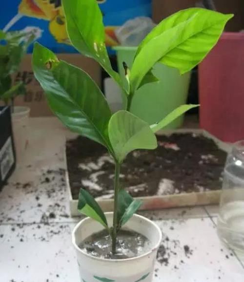  水里■绿化带里剪根枝，丢水里7天就生根，1个大花盆还装不下！