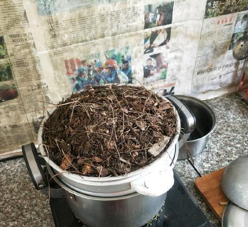  【盆土】兰花看着不爽，那就分苗分盆吧，一盆变三盆，盆土消毒方式一绝