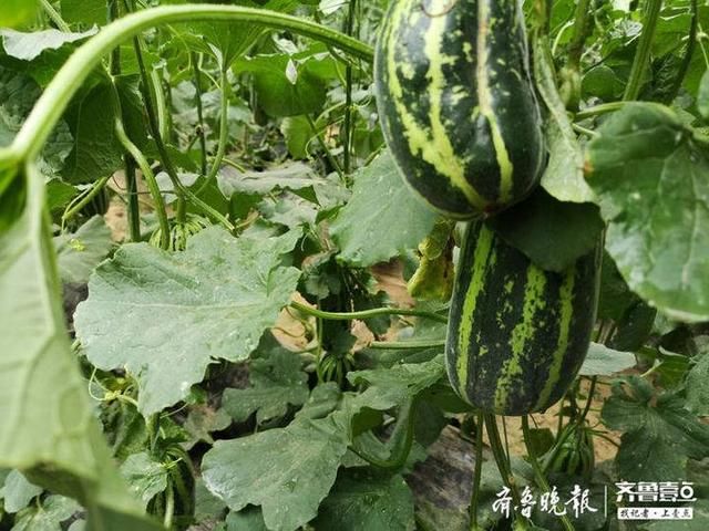 章丘@章丘高官寨甜瓜熟了!到大棚里看看尝尝甜到心里