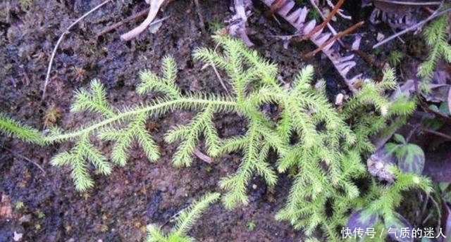  #蜈蚣#小溪边的1种“杂草”，人称“铺地蜈蚣”，挖1棵少1棵，请