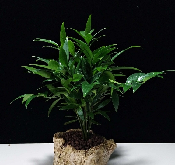 室雅何须大，案头一盆景，枝浓叶绿更喜人，拍照欣赏盆景佳作