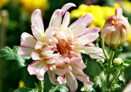 『盈盈』喜欢菊花,不如养盆“菊中珍品”玉壶春,似盈盈玉体,淡雅幽香