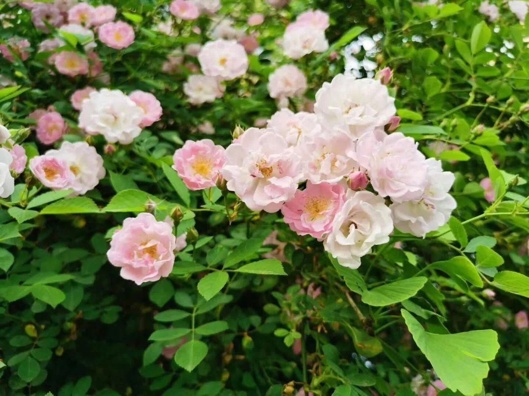  「打卡」蔷薇花开，待君归来|“云打卡”校园网红景点