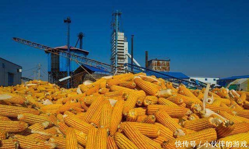  「玉米」多地玉米价回落一元范围，农民担心的发生了，建议别惜