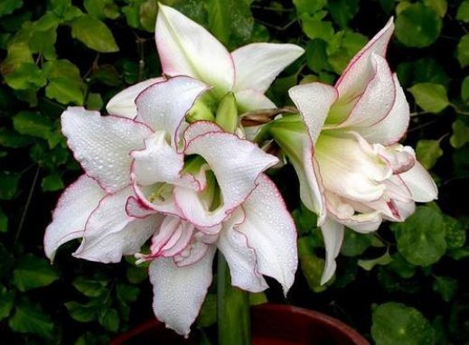  『迷人』芳菲四月，家养这几款小花，繁花锦簇，开成小花海，花朵烂漫迷人