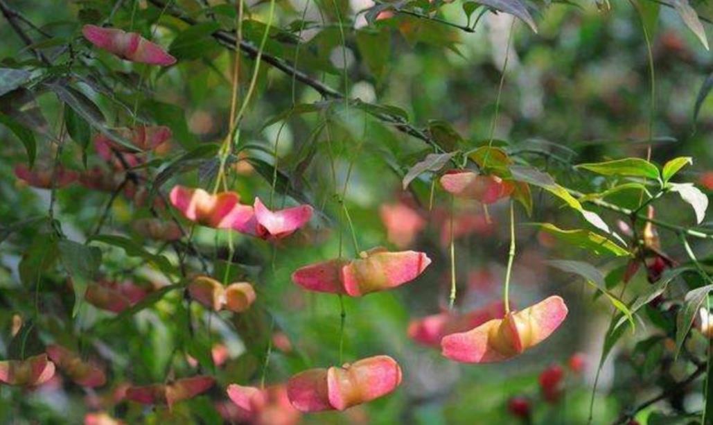 『金丝吊蝴蝶』1种漂亮的植物,俗称“摇钱树”,枝头挂满美丽的“小蝴蝶”
