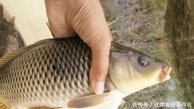  「钓法」再三确认，鲤鱼按我说的钓，一周连钓五天还不够，不信就试试