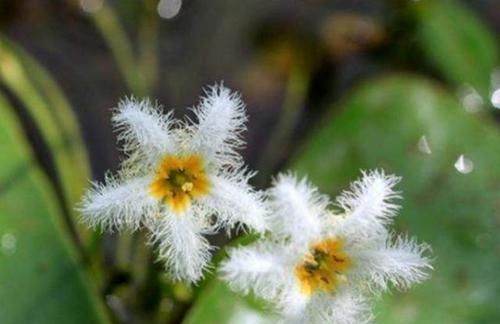 「金银莲花」印度一种“水生花”,花开带流苏,1片叶子就能养,3个月开满缸