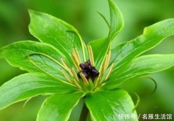随便:这4种树“镇宅又聚财”,个个都是财神爷,千万别随便送人!