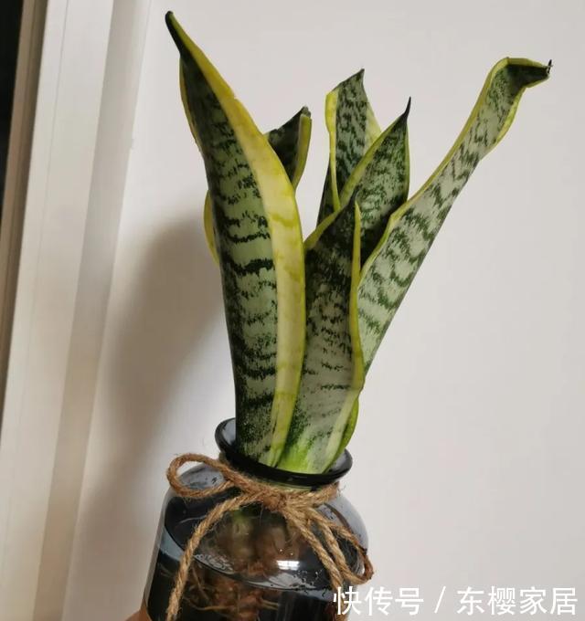 #试试#养不好的花,试试无土水培,几天长出大白根,还能开花呢!