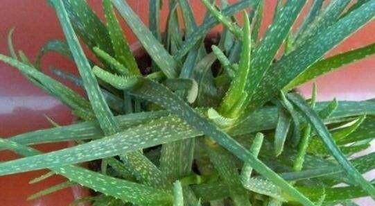 【会让芦荟】养芦荟,记住1个小要点,侧芽冒20个,叶片翠绿肥厚,一年爆盆