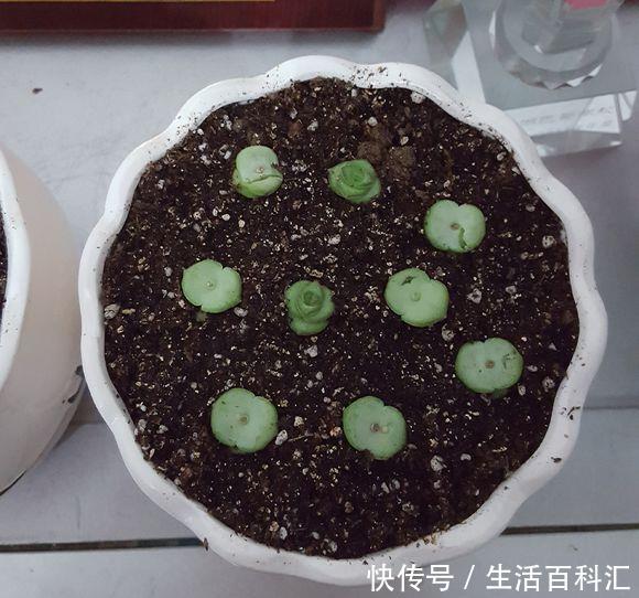 砍头:钱串快速爆盆法,经常“砍头”,节点“一生二”,60天迅速爆盆