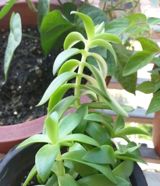  解植物■“养花杀手”养出来的花是什么样子？哈哈哈，笑死我了！