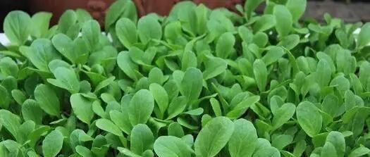  「种菜」在阳台花盆里种水果，果树下面种菜，收获好意外