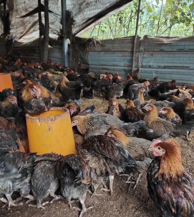 下雨以后@土鸡养殖,预防鸡群踩踏死亡的问题,养殖户需要从场地建设开始