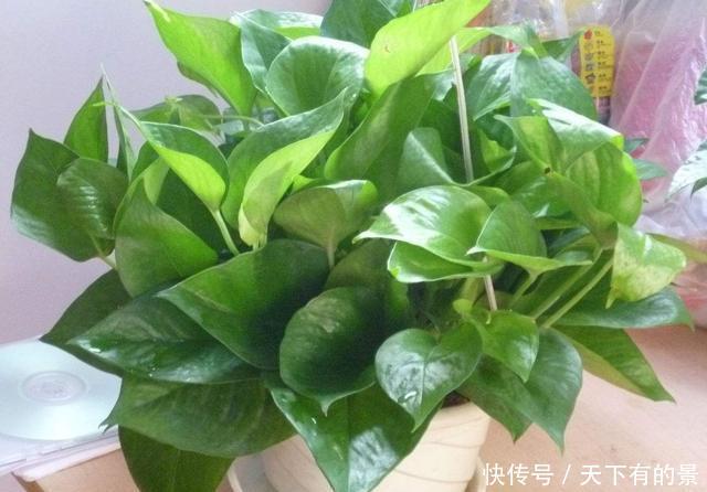  植物|2个“温度”不能养绿萝，不然黄叶立马空盆，北方人更要注意
