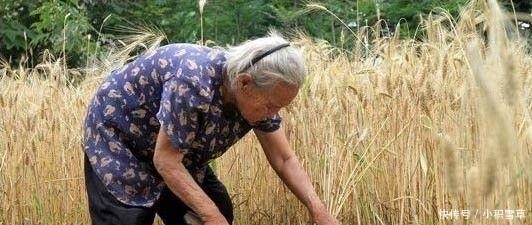 农民交公粮了, 该不该发退休金? 专家一句话, 这次农民点赞了