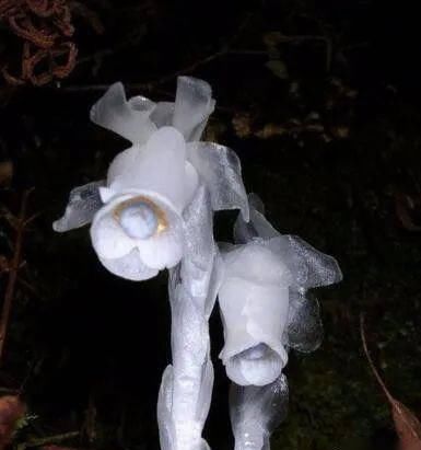  [冥界]如水晶般神秘花朵，无需光合作用，像黑暗中发出亮光，有“冥界之花”之称